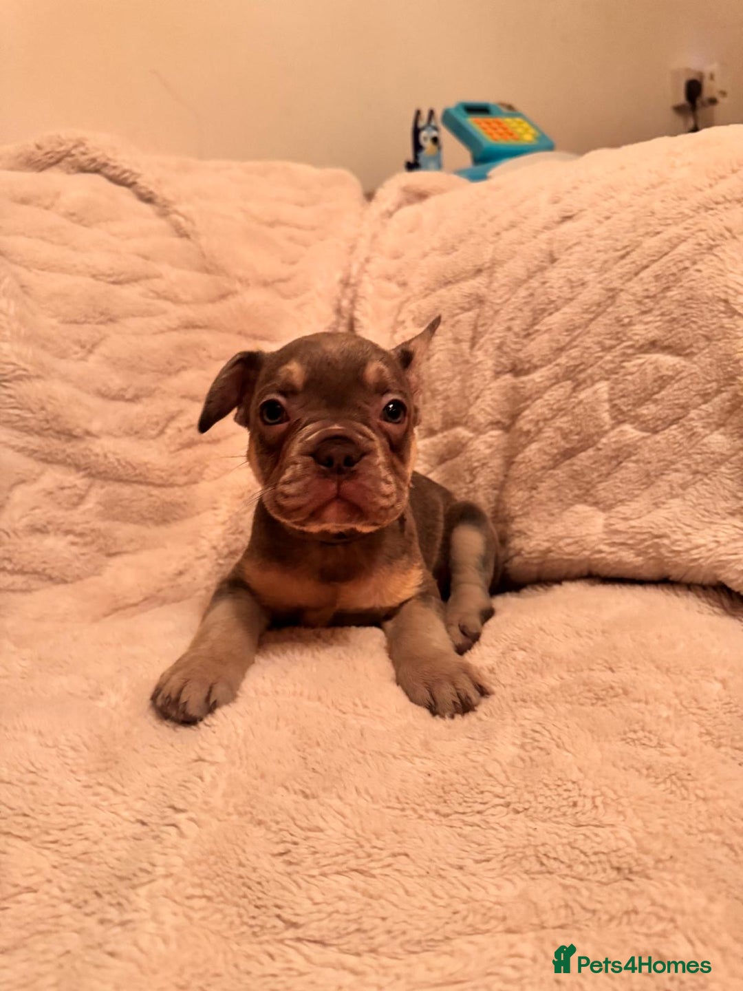 French Bulldog dogs for sale: French bulldog puppys - Advert 8