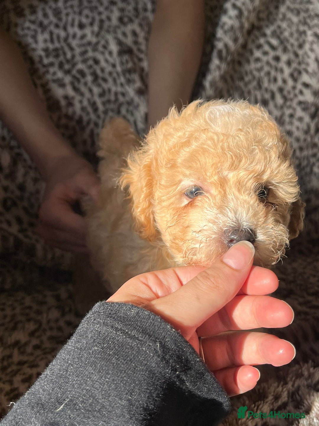 Maltipoo dogs for sale: 2 beautiful playful & lovely Maltipoo boys  - Image 11