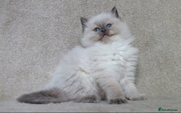 Ragdoll cats for sale: GCCF PET/ACTIVE KITTENS CHAMPION IMP BLOODLINES - Image 24
