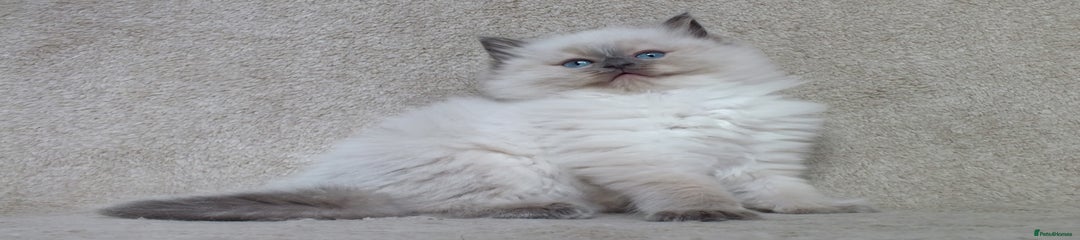 Ragdoll Kitten 4 Raguccisnowdols Angels-Whisper
