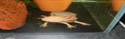 Axolotl reptiles for sale: Axolotl  - Advert 3