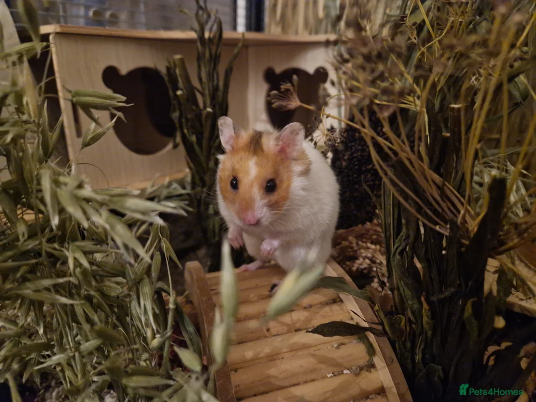 Hamster rodents for sale: Curious, sociable male Syrian 🏡🐹 - Advert 2