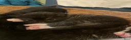 Mixed Breed cats for sale: 2 adorable kittens for sale  - Advert 15
