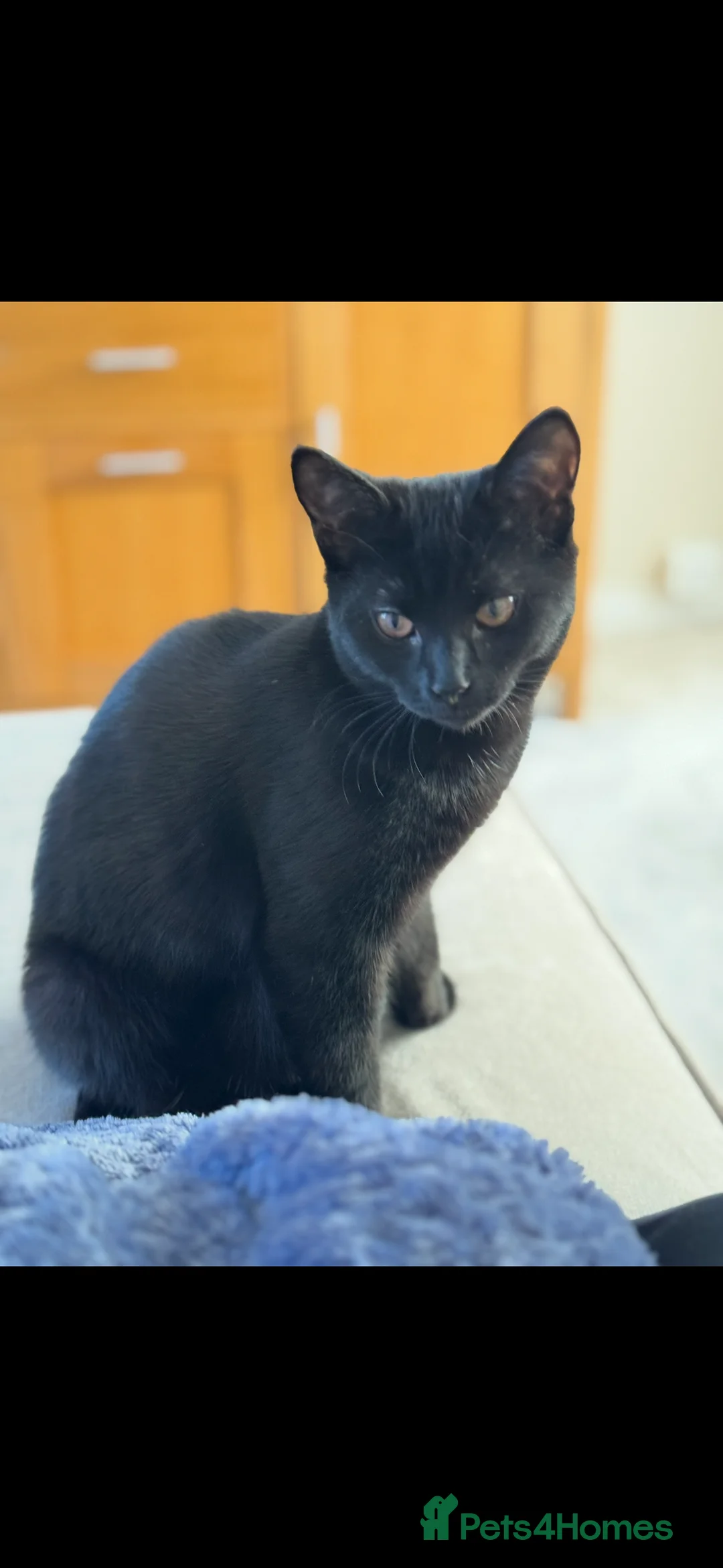 Mixed Breed cats for sale: 4 beautiful girl kittens  - Advert 2