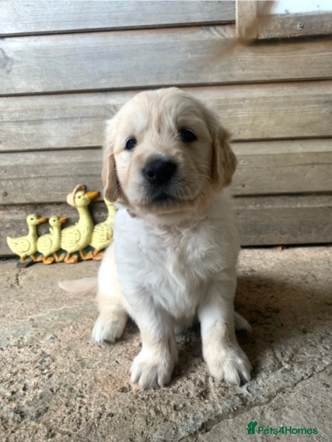Golden Retriever dogs for sale: Beautiful, pedigree Golden Retriever puppies in Exeter - Image 16