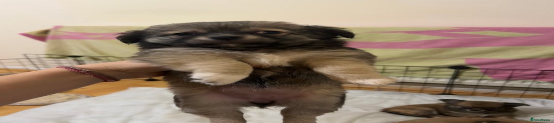Chihuahua Puppy 3