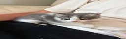 Mixed Breed cats for sale: Gorgeous kittens for sale  in Blandford Forum - Advert 3