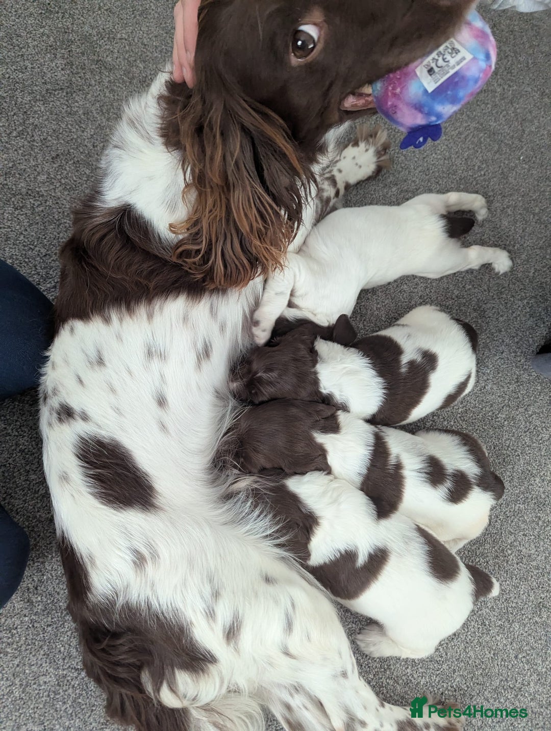 English Springer Spaniel dogs for sale: KC registered, Springer spaniel puppies  - Image 7