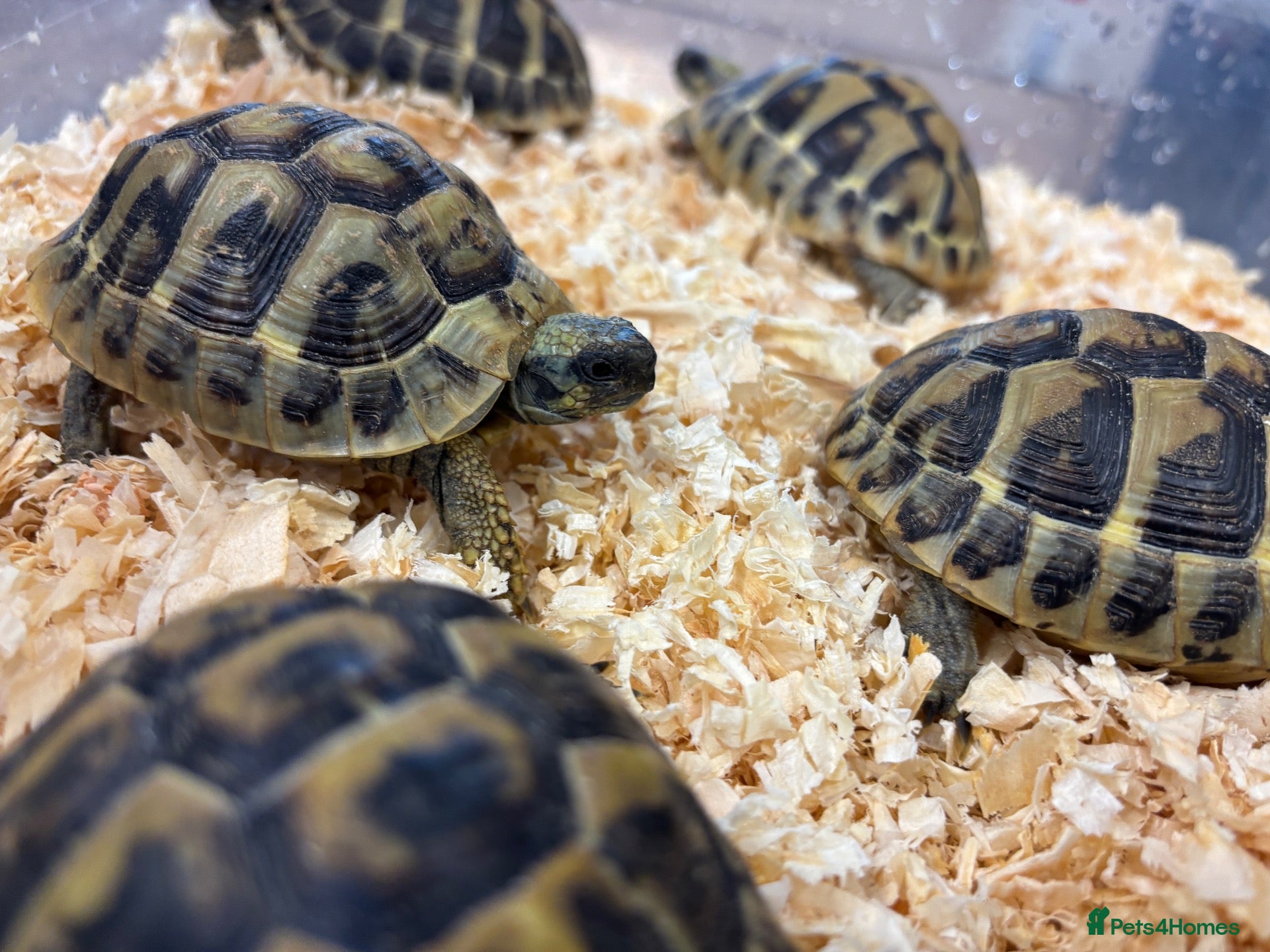 Hermann Tortoise reptiles Baby Herman Hatchlings - Advert 4