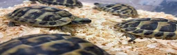 Hermann Tortoise reptiles for sale: Baby Herman Hatchlings - Advert 2