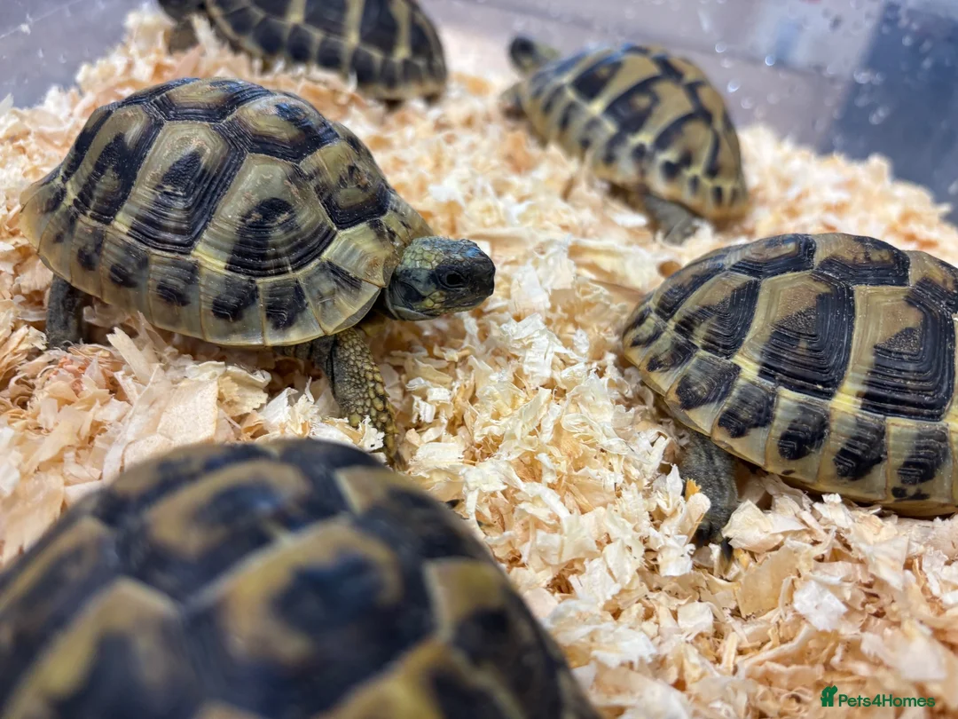 Hermann Tortoise reptiles for sale: Baby Herman Hatchlings - Advert 2