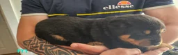 Rottweiler dogs for sale: 4 beautiful rottweiler puppies - Advert 7