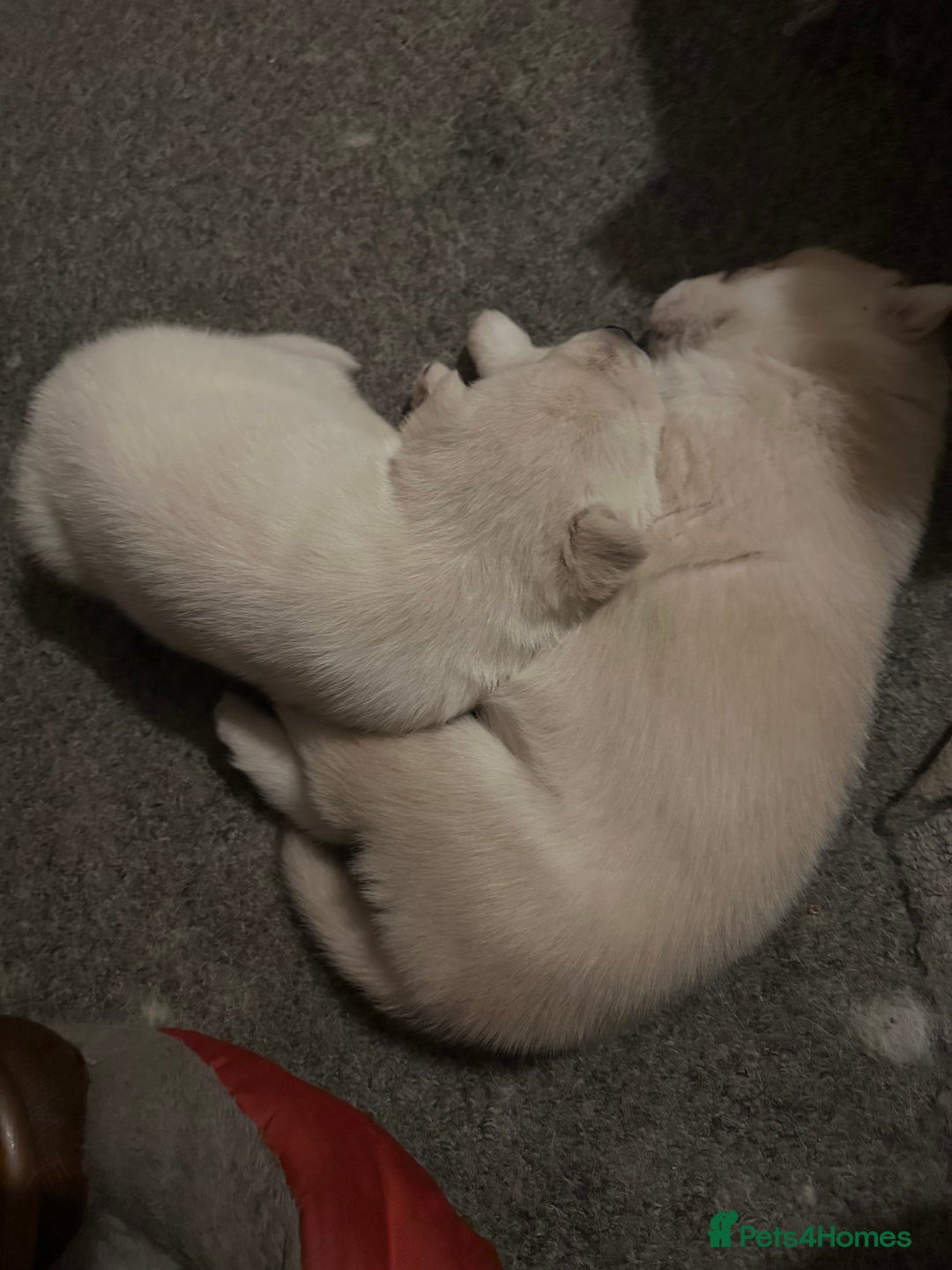 Siberian Husky dogs for sale: Husky Puppies  - Image 17