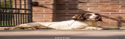 English Springer Spaniel dogs for stud: Working DNA clear champion sired ess  in Retford - Advert 5