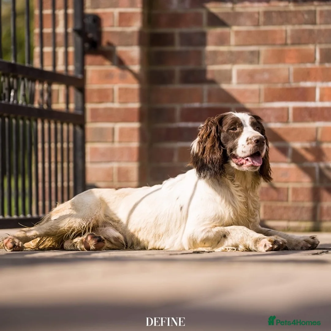 English Springer Spaniel dogs for stud: Working DNA clear champion sired ess  in Retford - Advert 5