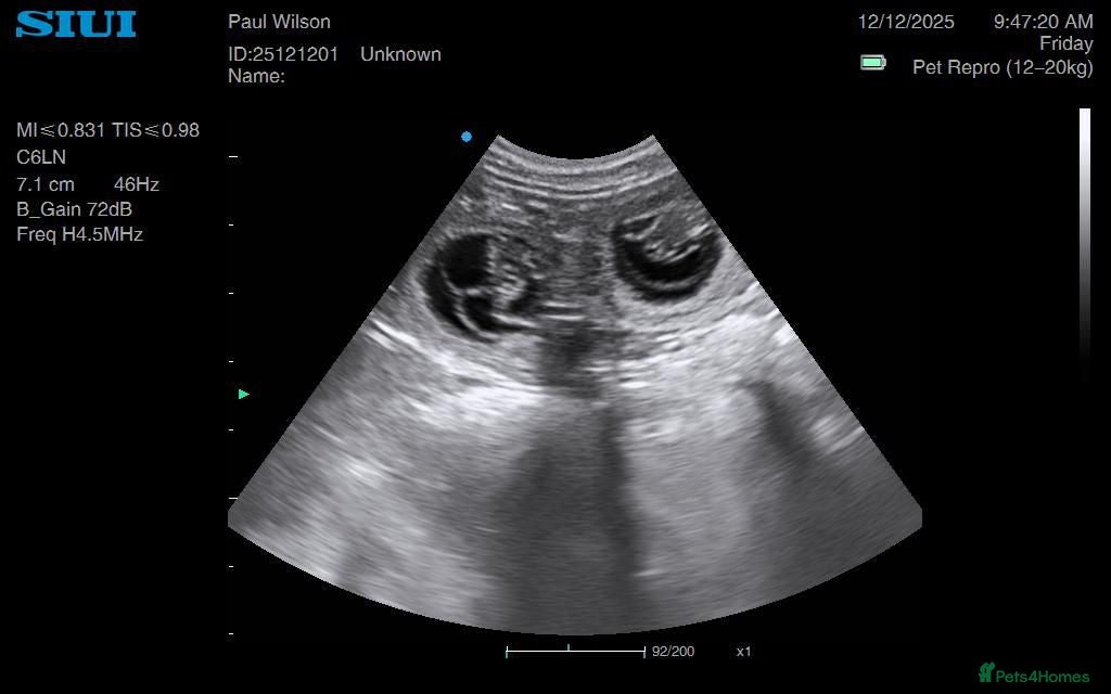 Cockapoo dogs Waiting list F1b Choc Merle/Choc Cockapoo's  - Advert 17