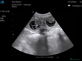 Cockapoo dogs Waiting list F1b Choc Merle/Choc Cockapoo's - Advert 17