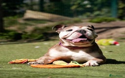 Mixed Breed dogs for adoption: Pebbles is in search of her forever home! - Image 2