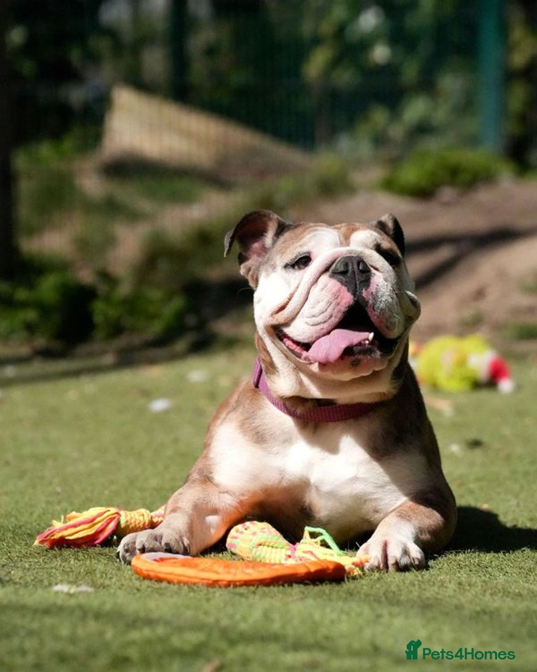 Mixed Breed dogs for adoption: Pebbles is in search of her forever home! - Image 2