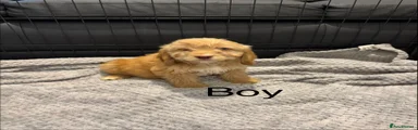 Cockapoo 3