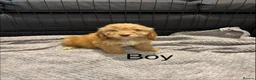 Cockapoo dogs for sale: Cockapoo Puppies Ready Now - Advert 14