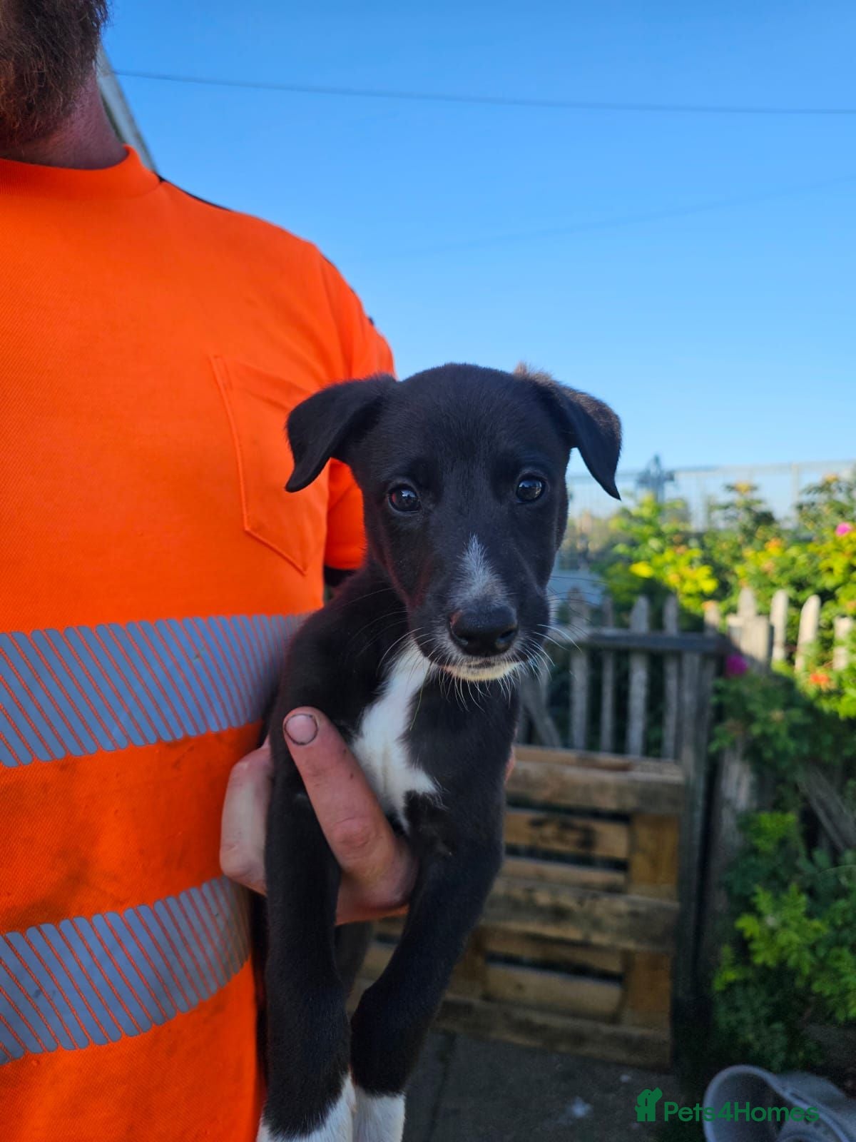 Lurcher dogs Lurcher Puppies  - Advert 10