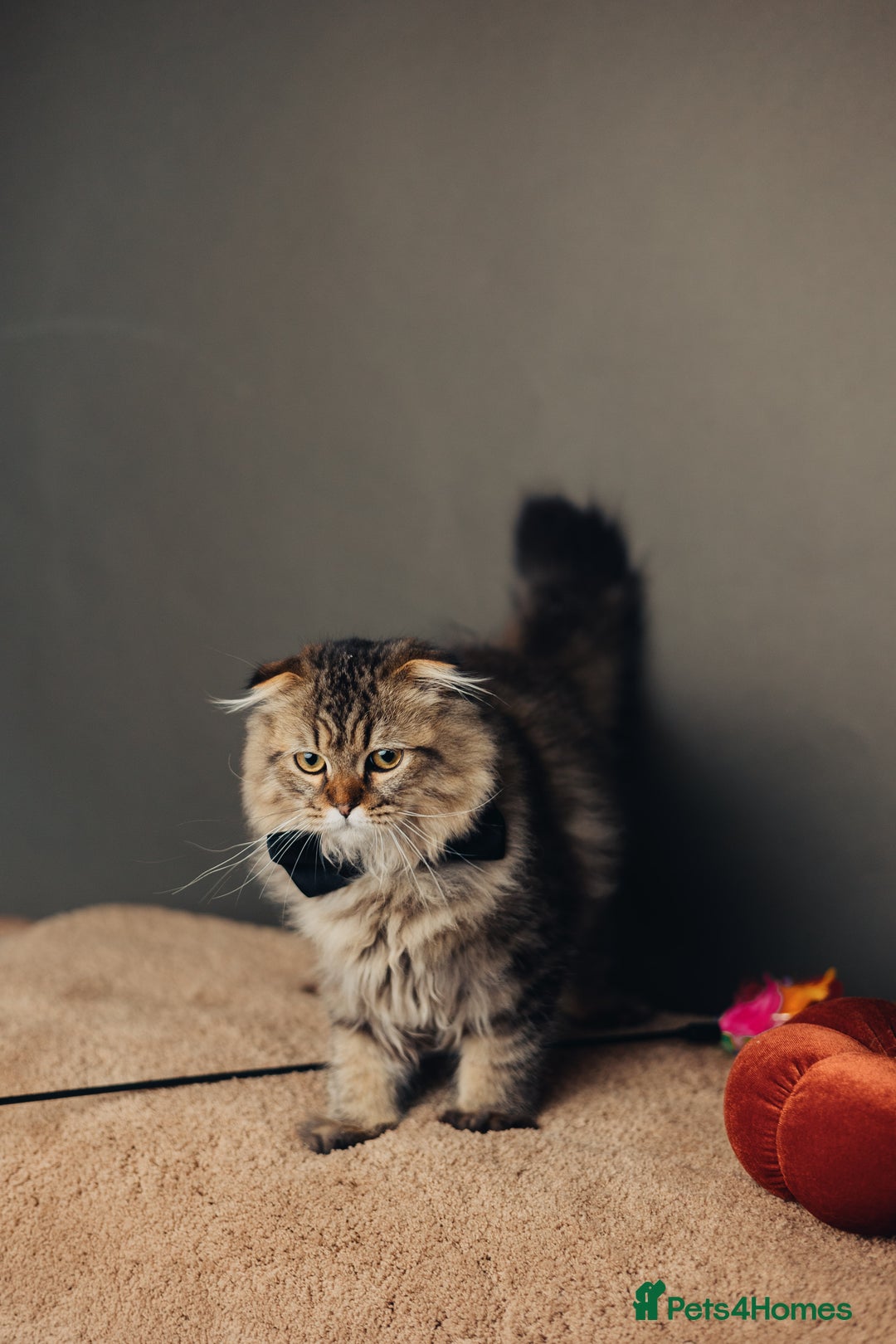 Scottish Fold cats for sale: Full pedigree! TICA registered Scottish Fold - Image 7