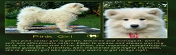 Samoyed dogs for sale: KC Registered Samoyed Puppies from a champion sire in Turriff - Advert 5