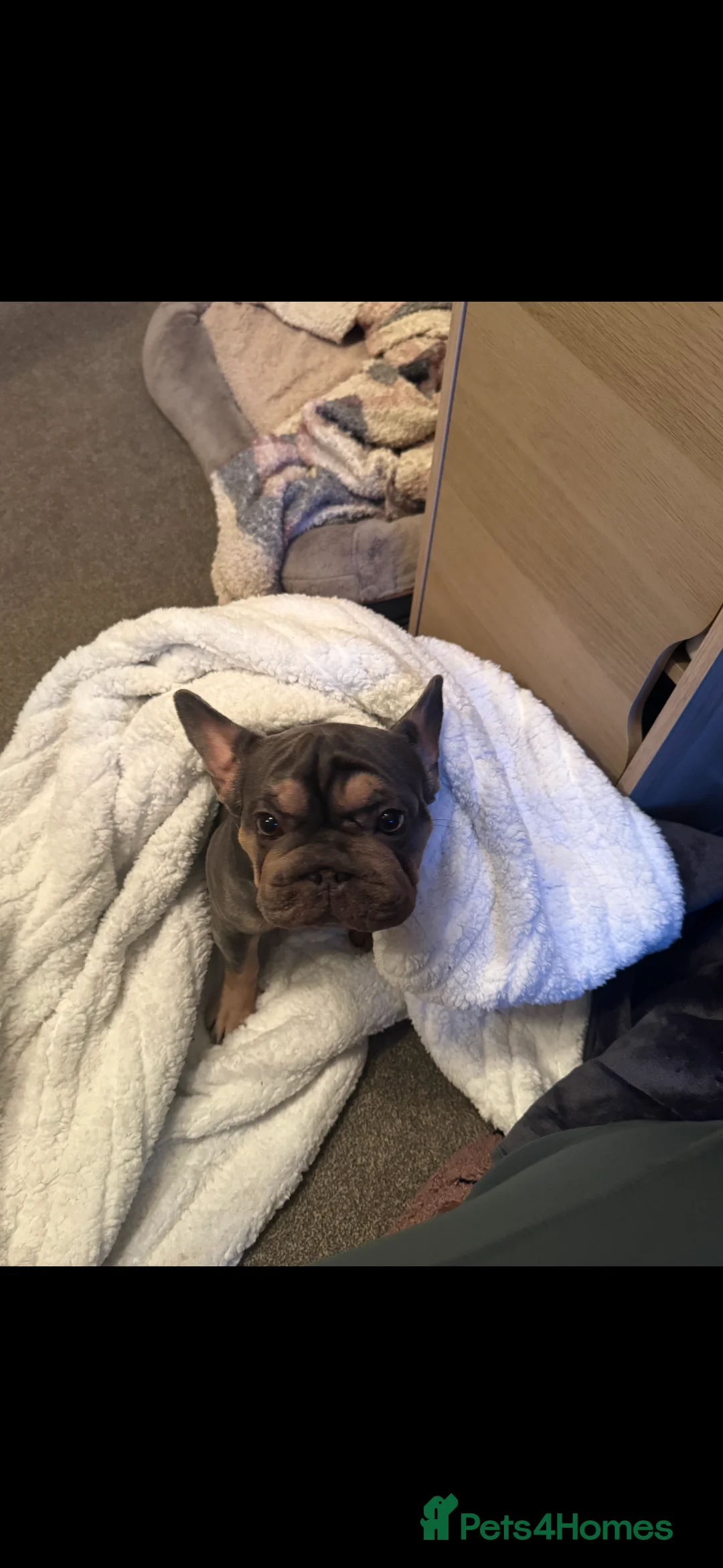 French Bulldog dogs for sale: Frenchie needs new loving home  - Advert 2