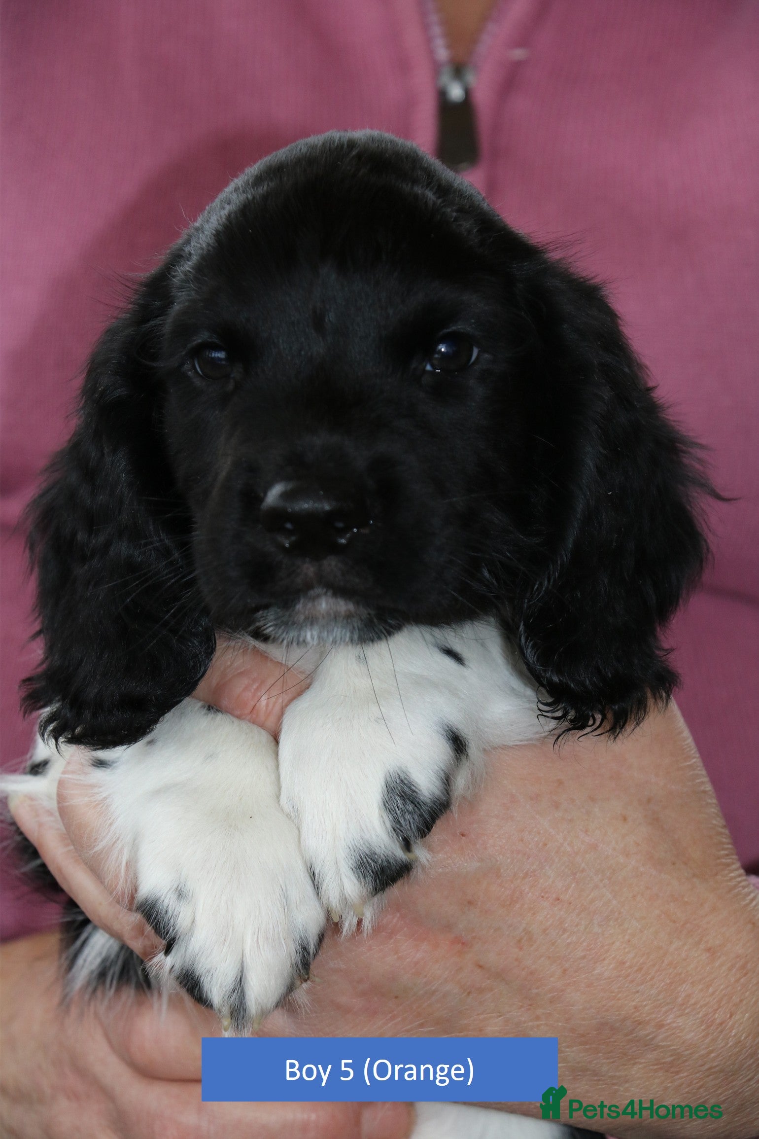 English Springer Spaniel dogs Health Tested English Springer Spaniel Puppies - Advert 13