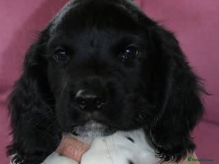 English Springer Spaniel dogs Health Tested English Springer Spaniel Puppies - Advert 10
