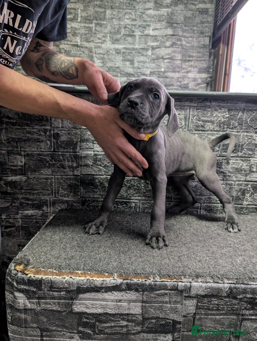 Cane Corso dogs for sale: Cane corso puppies  - Advert 14