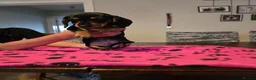 Dachshund dogs for sale: Beautiful short hair dachshund puppies in Bournemouth - Advert 20