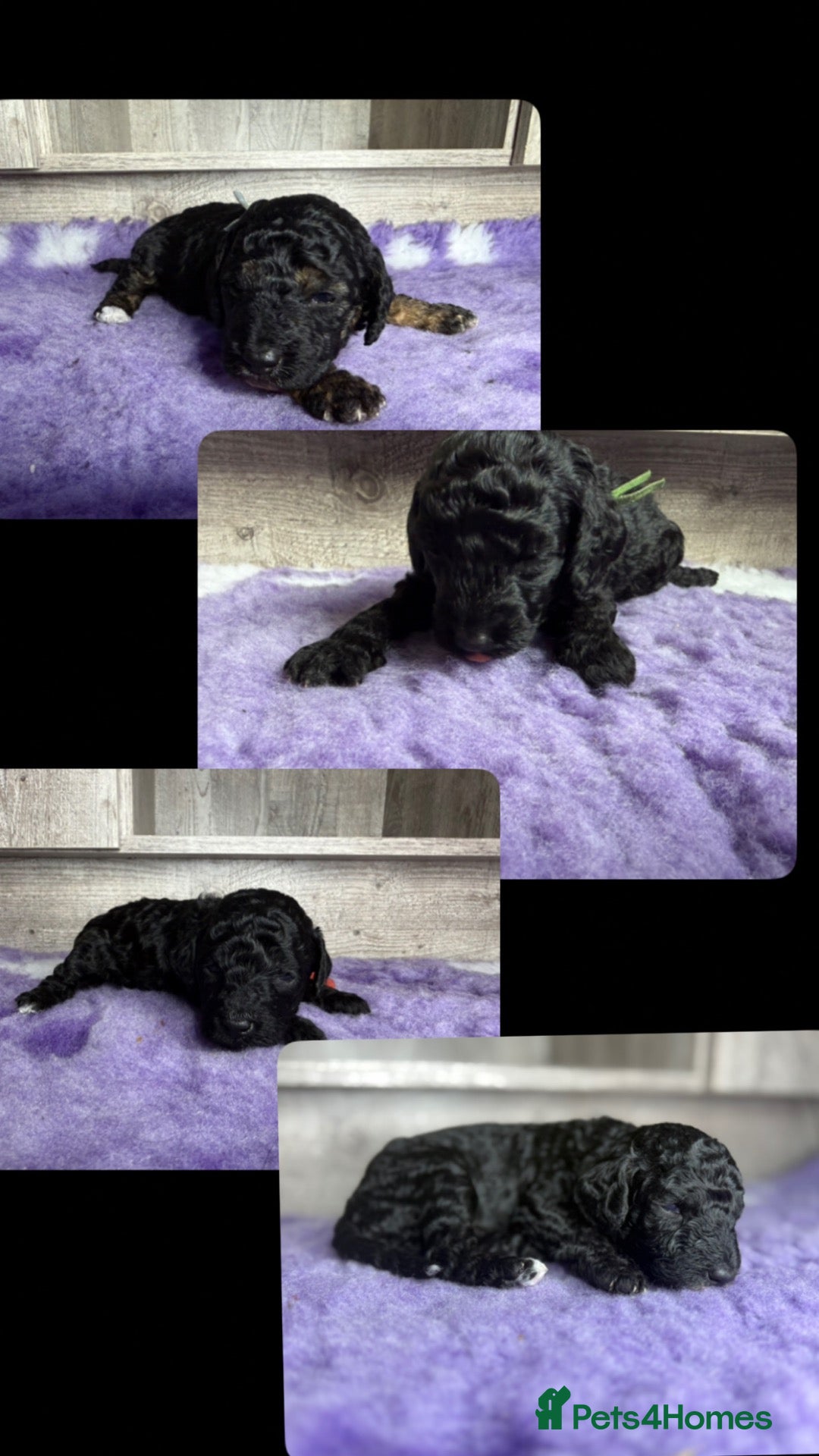 Miniature Poodle dogs for sale: Miniature poodle puppies  - Advert 1