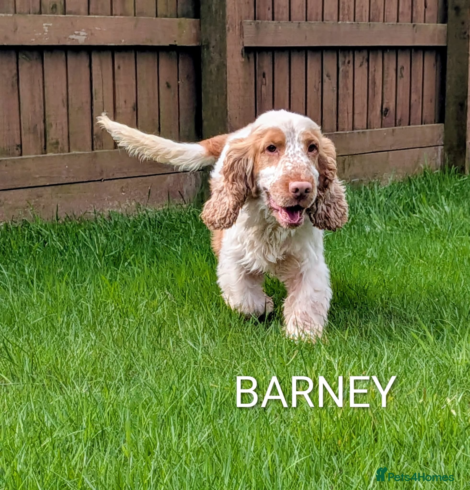Cocker Spaniel dogs Beautiful Show Cocker Spaniel Puppies. - Advert 2