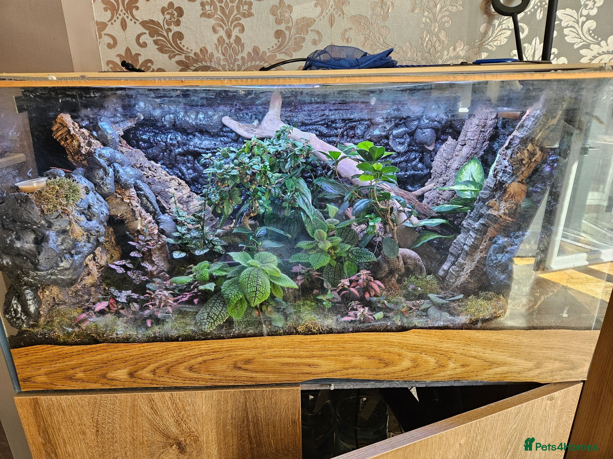 Gecko reptiles Gargoyle gecko  - Advert 2