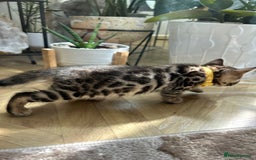 Bengal cats for sale: Gorgeous Pure Bengal Kittens Ready To Go! ❤️ - Image 20