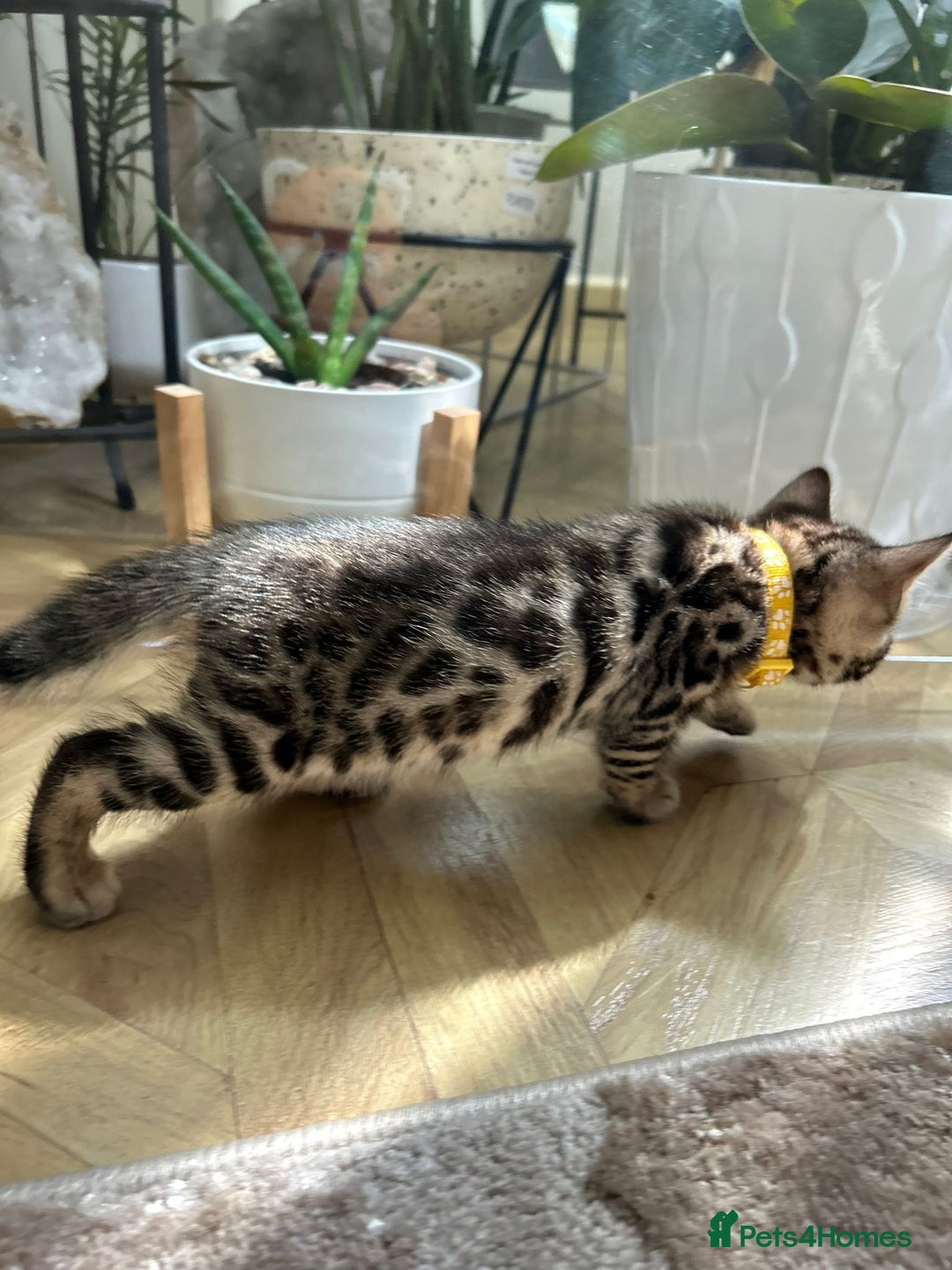 Bengal cats for sale: Gorgeous Pure Bengal Kittens Ready To Go! ❤️ - Image 20