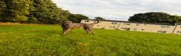 Cane Corso dogs for sale: 2 beautiful chunky cane corso male puppies  in Frizington - Advert 9