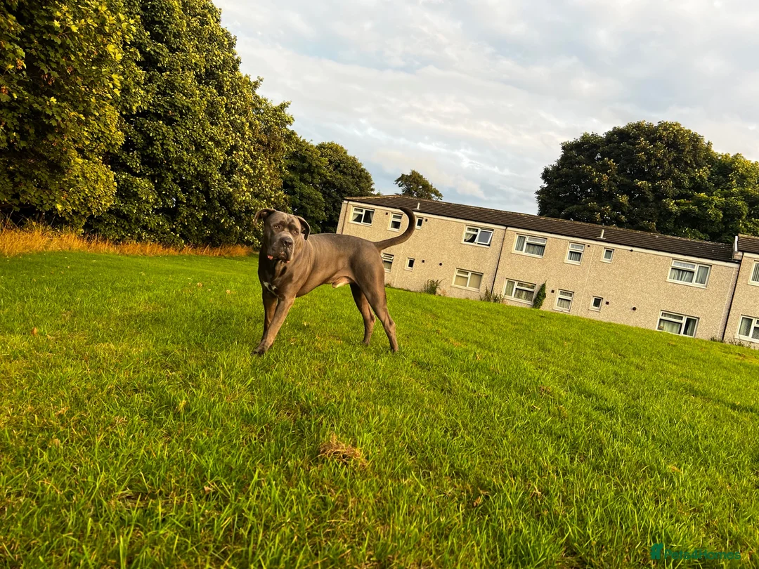 Cane Corso dogs for sale: 2 beautiful chunky cane corso male puppies  in Frizington - Advert 9