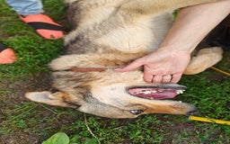 Mixed Breed dogs for adoption: 💙🐶 SIRKO 🐶💙 - Image 7