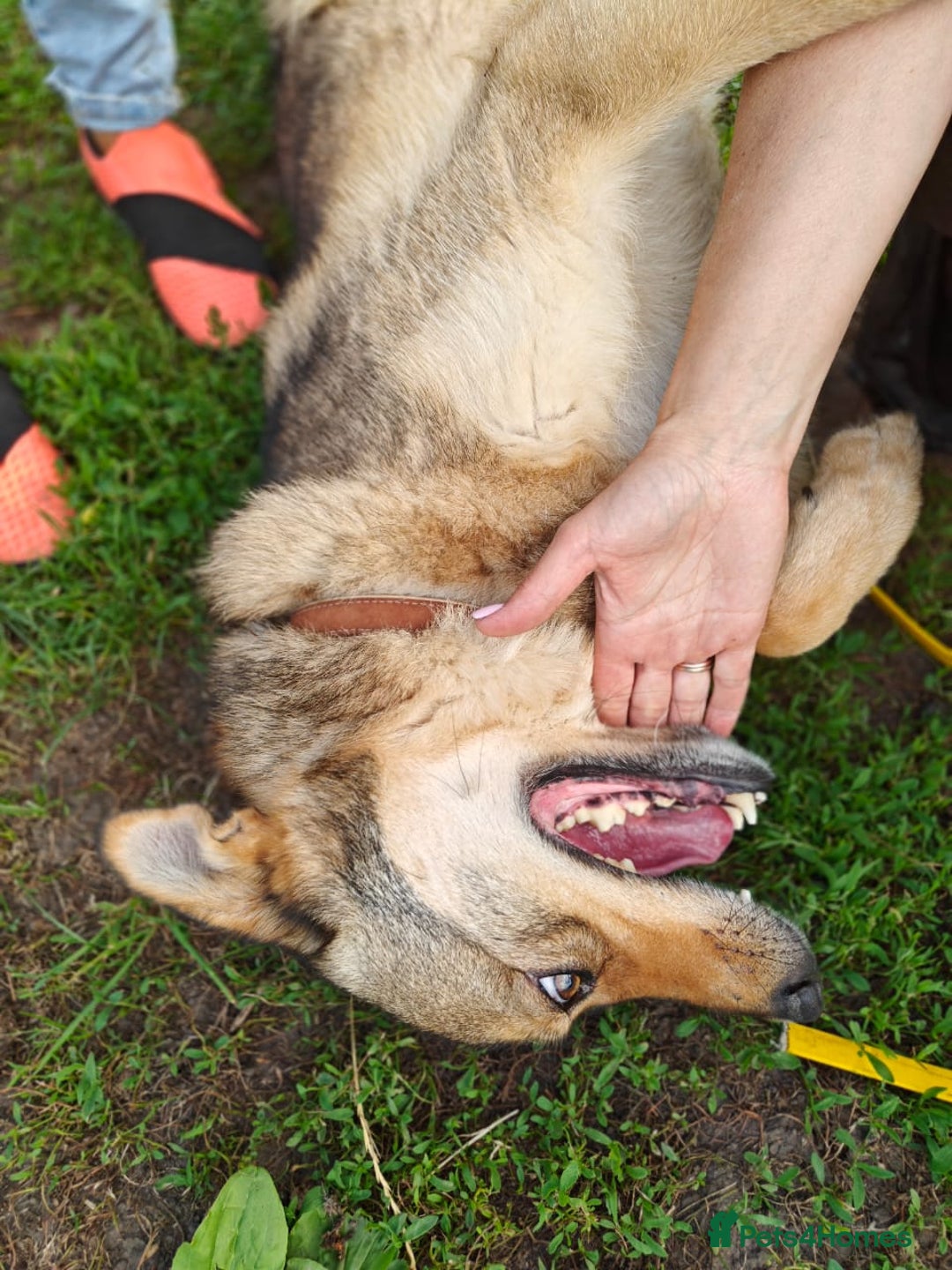 Mixed Breed dogs for adoption: 💙🐶 SIRKO 🐶💙 - Image 7