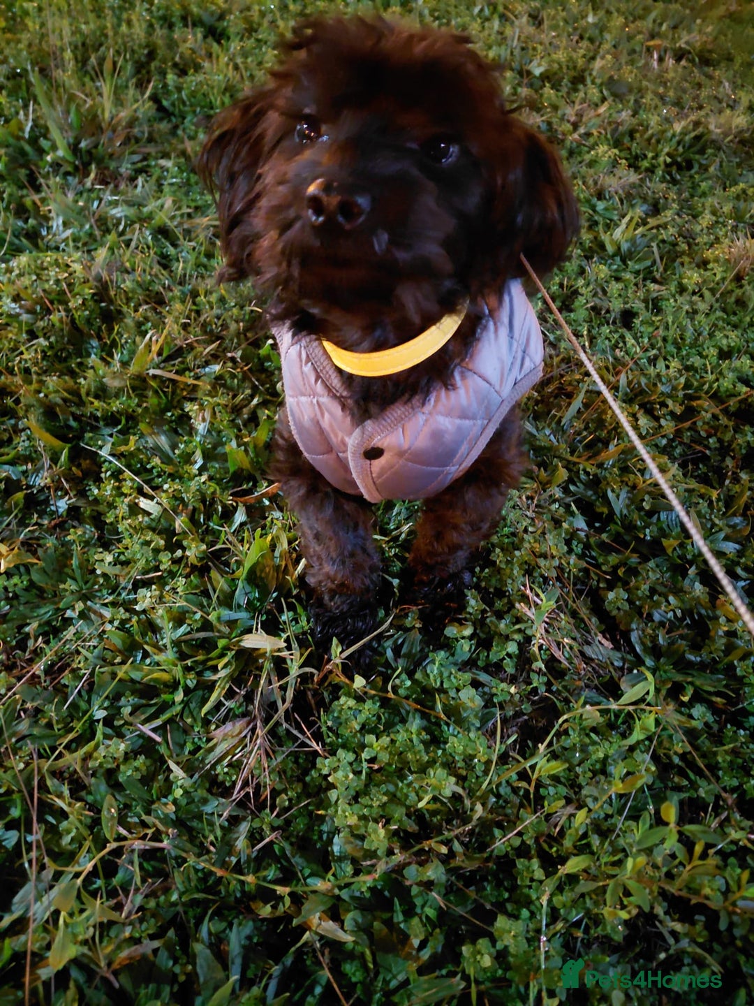 Mixed Breed dogs for adoption: 💛 BRINDY - A Sweet Little Black Velvet Girl 💛🐾 - Advert 6