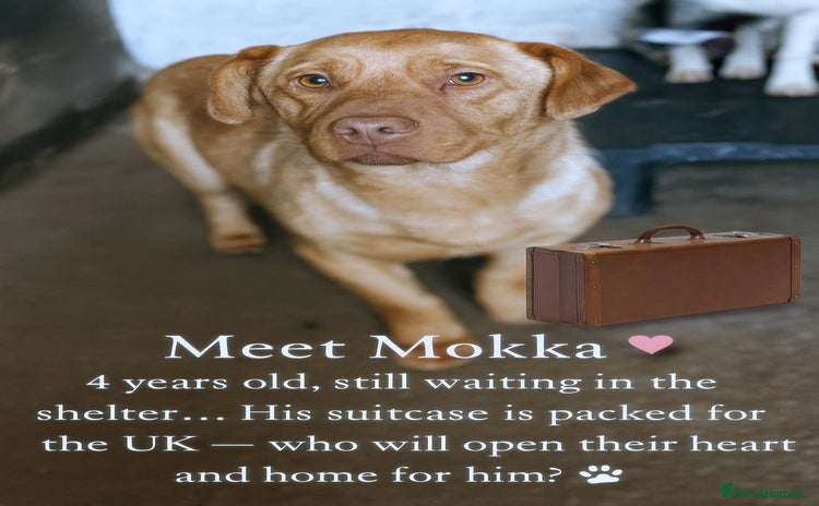 Mixed Breed dogs - Advert 4