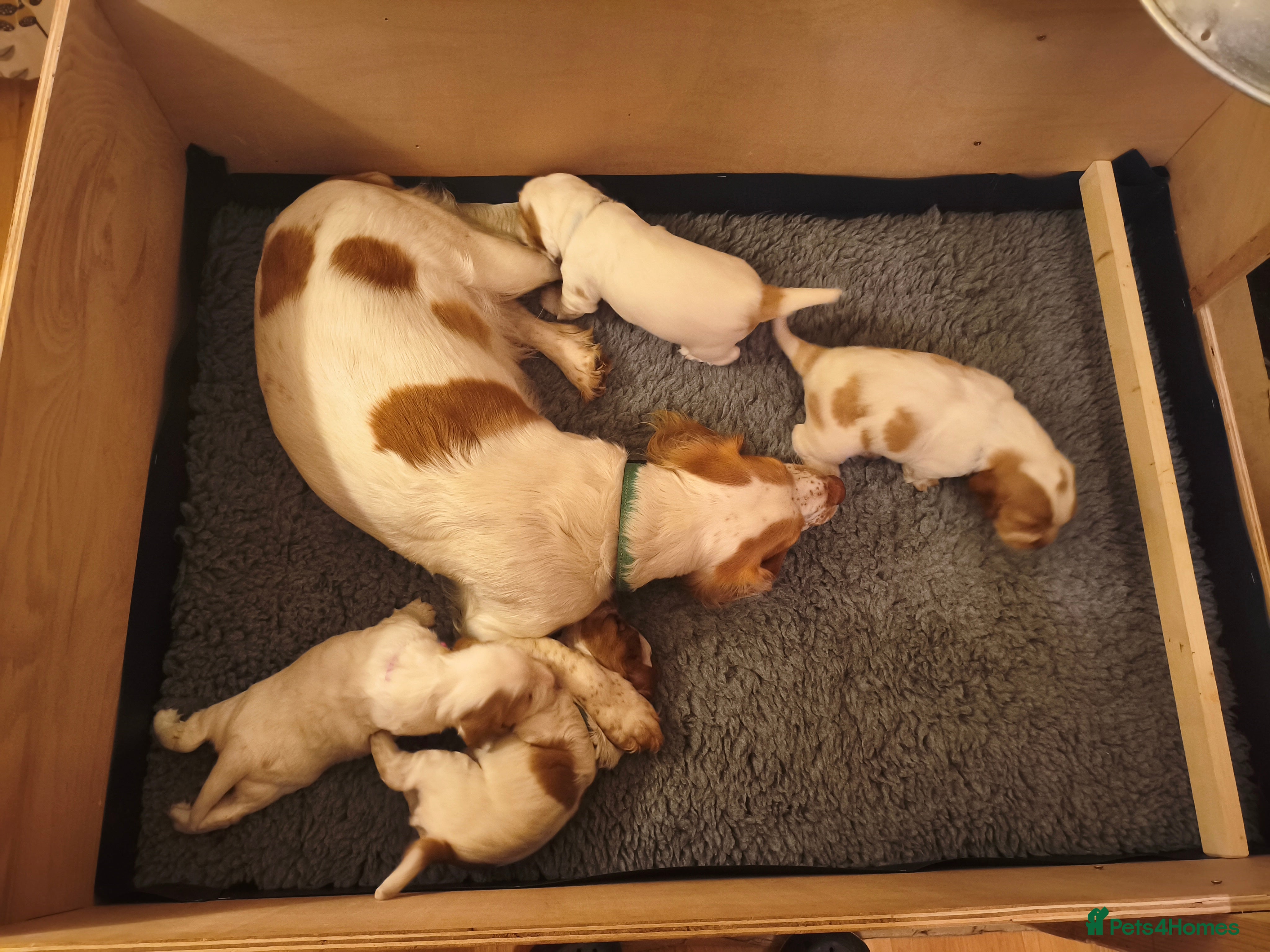 Sprocker dogs for sale: Beautiful Working Spaniel Puppies - Advert 2
