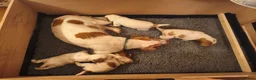Sprocker dogs for sale: Beautiful Working Spaniel Puppies in Truro - Advert 6