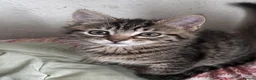 Siberian cats for sale: Siberian forest Kittens 9 weeks old - Advert 2