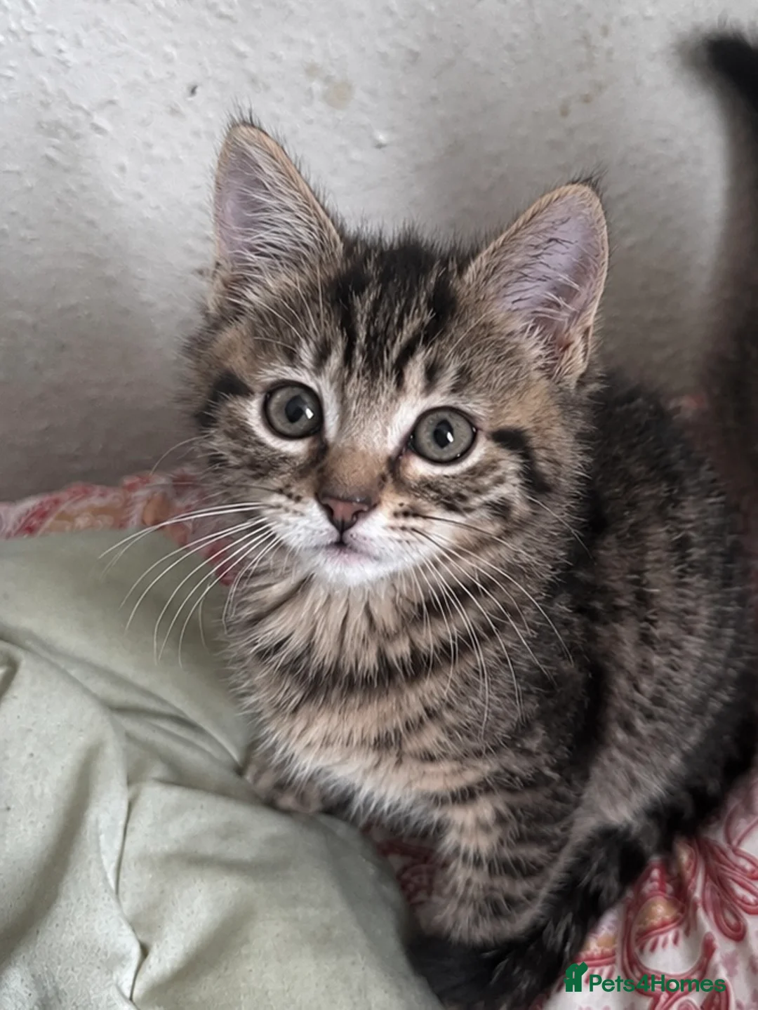 Siberian cats for sale: Siberian forest Kittens 9 weeks old - Advert 2