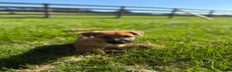 Jackapoo dogs for sale: JACKAPOO PUPPIES FOR SALE in Ilkeston - Advert 6