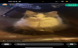 Mixed Breed cats for sale: FOR SALE!! cats and kittens x - Image 4